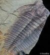 Double Hydrocephalus Trilobite - Czech Republic #2407-2